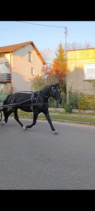 Sprzedam karą klacz