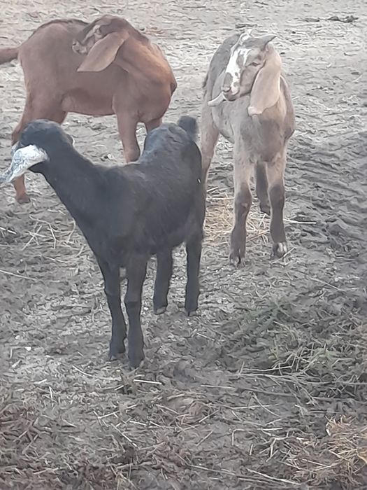 Anglo Nubianos bem criados