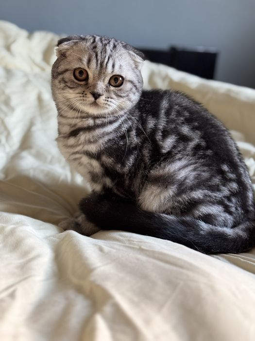 Кошеня шотландське