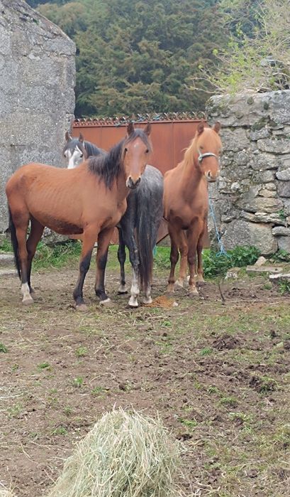 Lote de 3 poldros inteiros cruzados