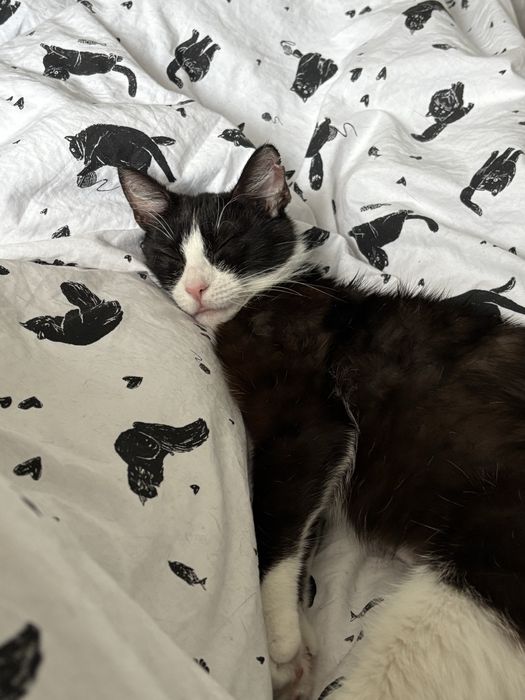 Melania/kotka do adopcji