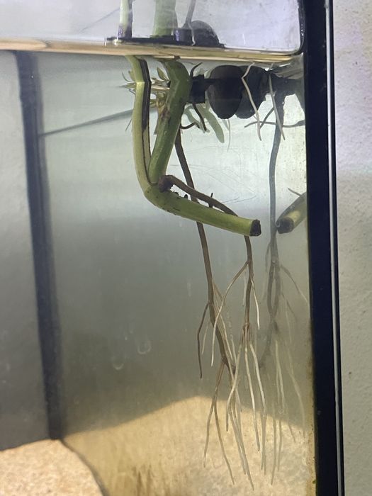 Aquário 87Litros Plantado C/ rochas e troncos + Fauna