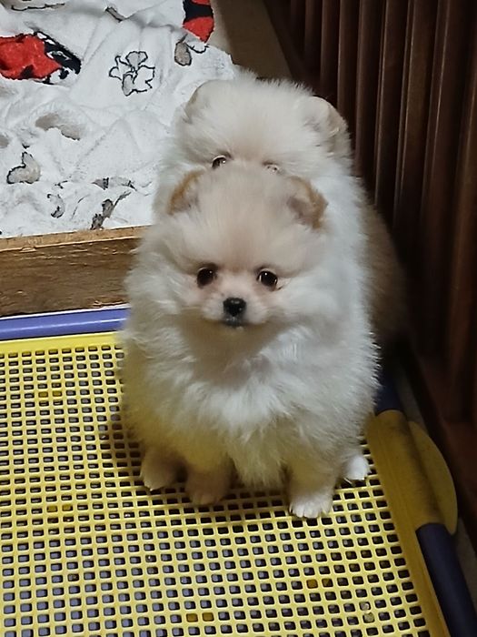 Чудові дітки померанського шпіца