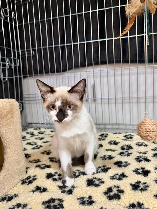 Gatinha bebé para adoção responsável