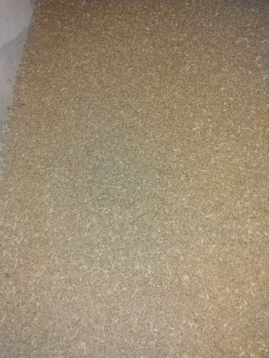 Pszenica ozima euforia tegoroczna sprzedam 3 t