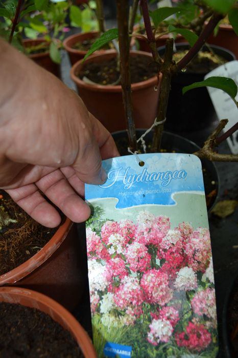 hortensja bukietowa w odmianach