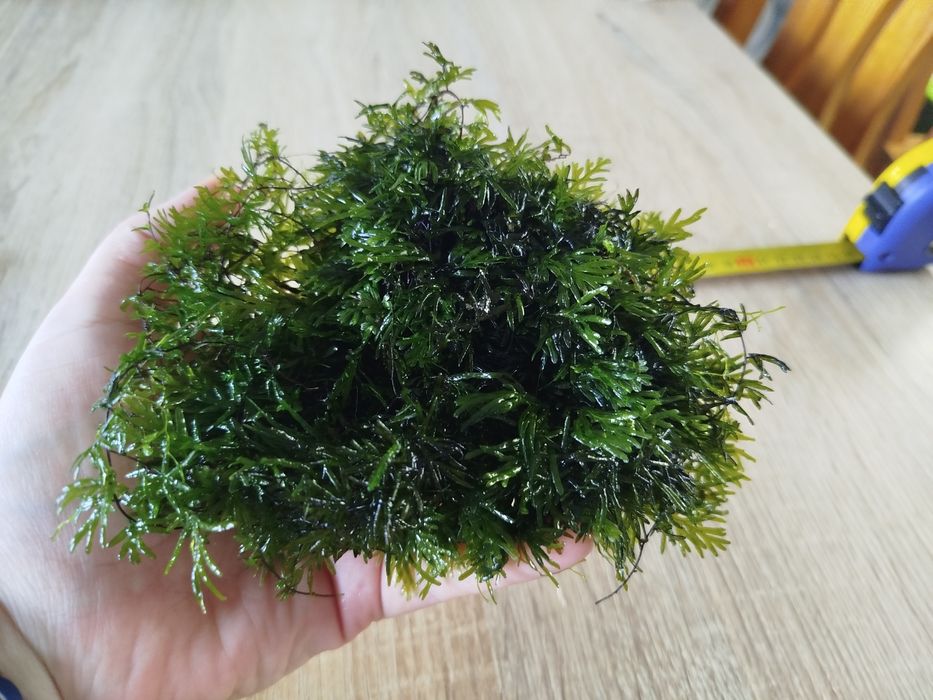 Crepidomanes, roślina do akwarium, paproć