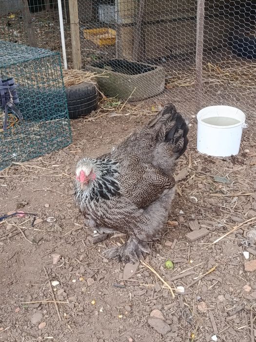 Brahmas, orpington ,há venda