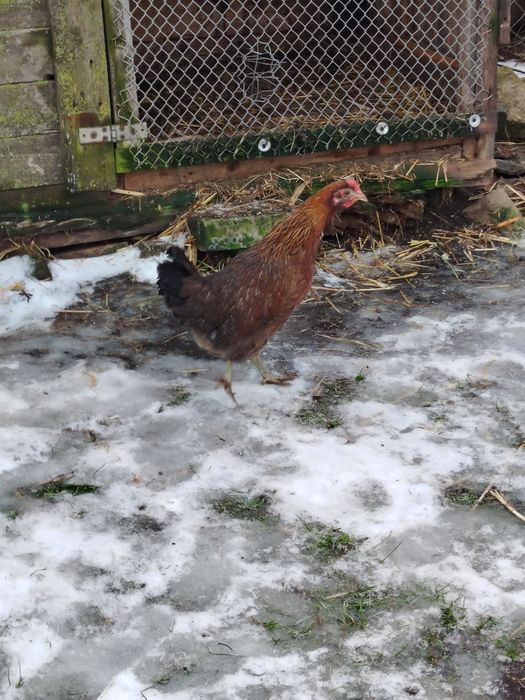 Sprzedam Parkę liliputków.