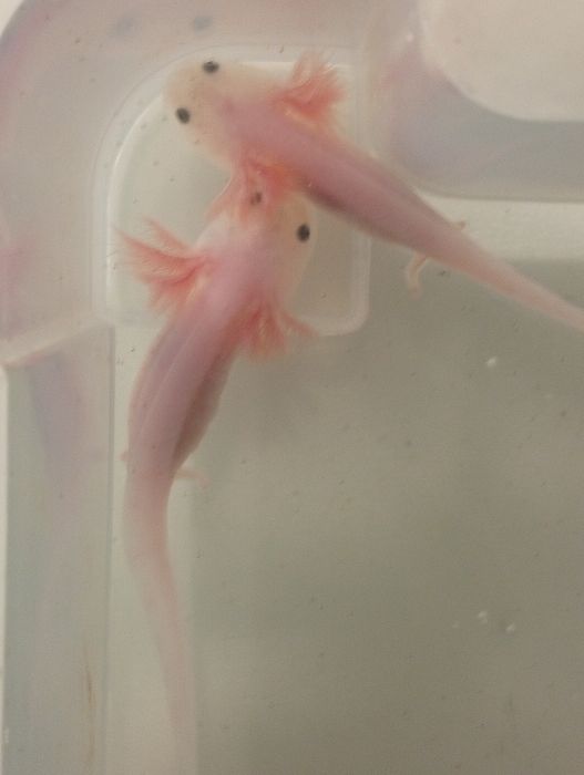 Axolote leucistico