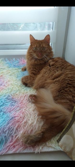 Oddam kota w dobre ręce