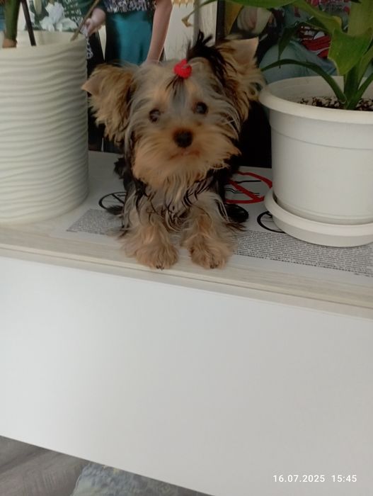 Дітки чекають на нову родину