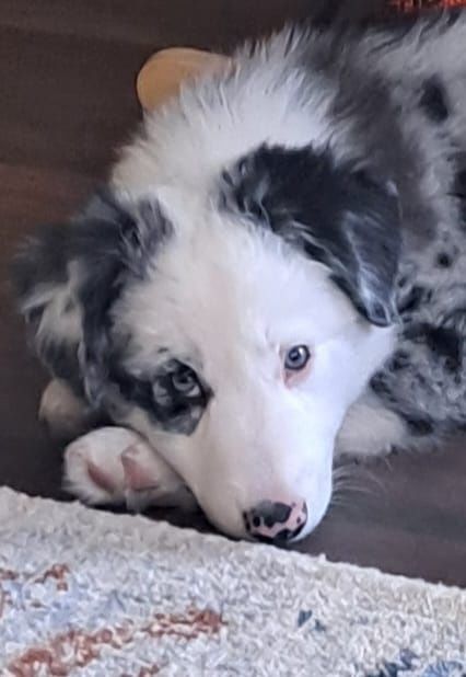 Piesek Border Collie badania genetyczne