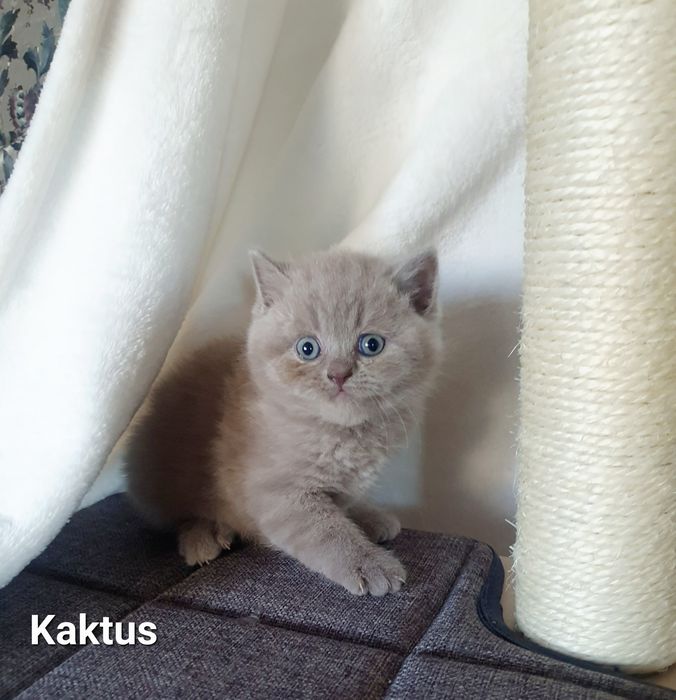 Kocurek brytyjski liliowy