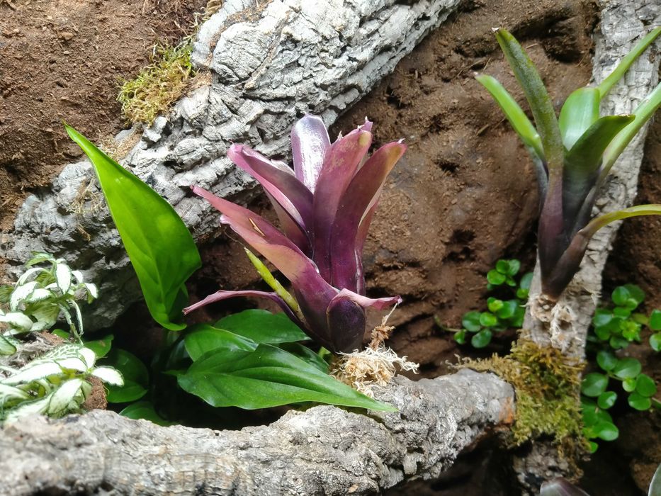 Wyjątkowe terrarium z witryny Fabrikör IKEA