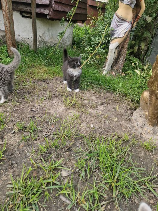 Віддам кошенят.