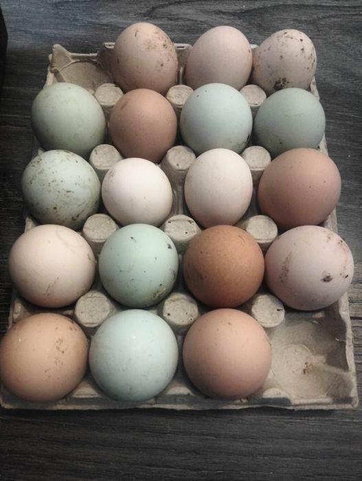 Jaja lęgowe kurze 30szt