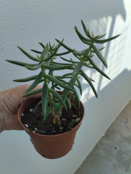 Suculentas envio CTT 1€