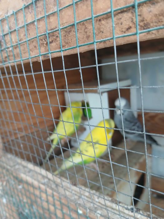 Vendo piriquitos australianos aves 2024