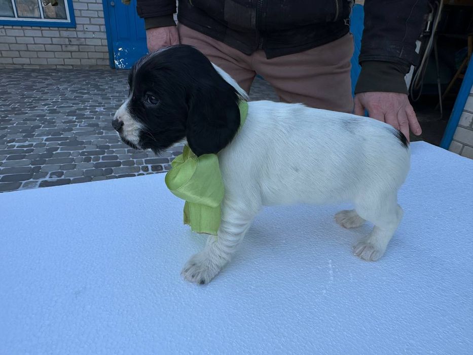 Цуценята мисливського спаніеля