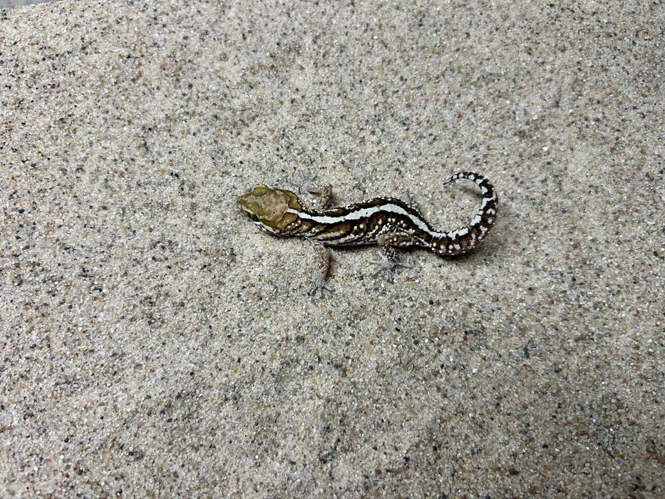 Gekon madagaskarski (Paroedura pictus)