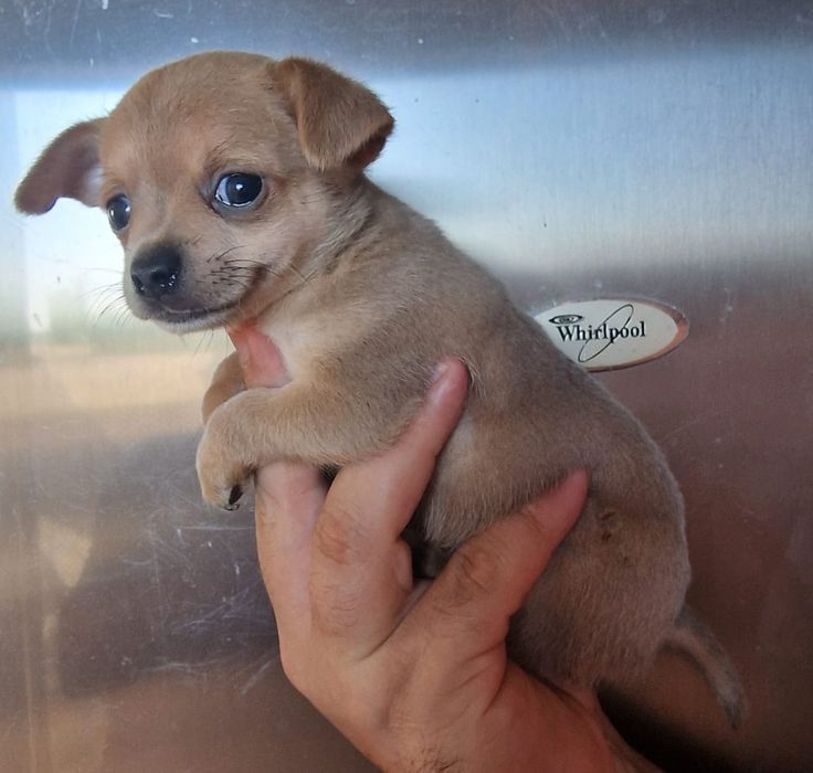 Chihuahua cabeca de maça