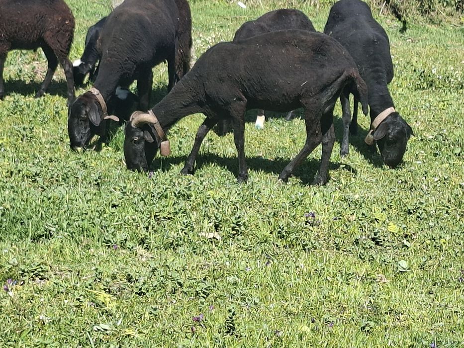 Vendo ovelha com 5 anos