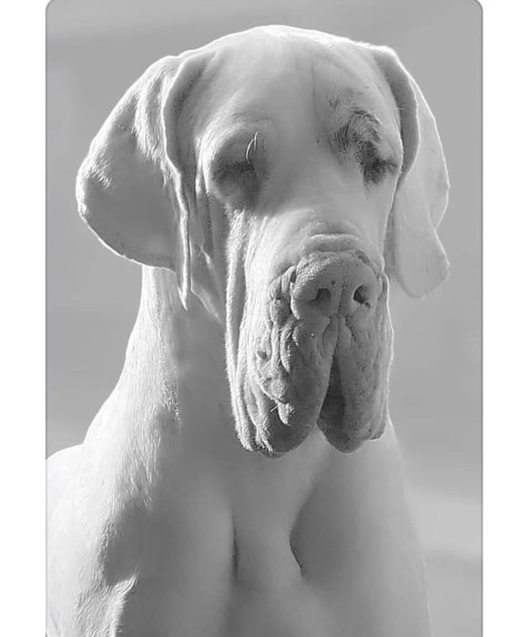 Dogue Alemao femêa preto Lop