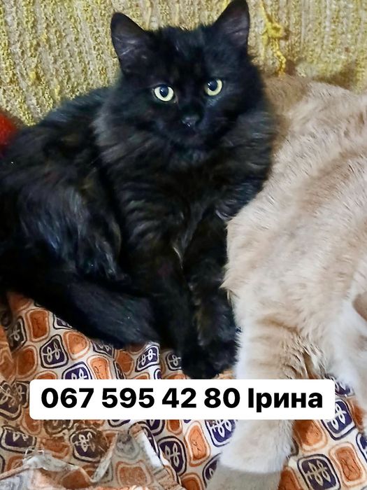 Чорний хлопчик кошенятко БЛЕК в пошуку сім'ї