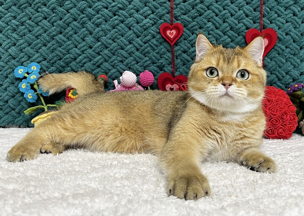 Шотландський котик