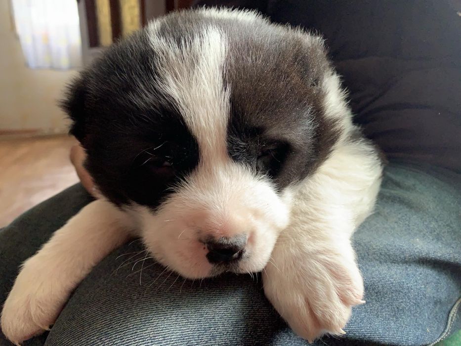 Продам щенят, Алабай