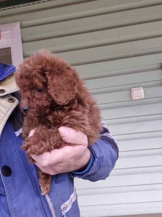 Лапочки пуделяшки