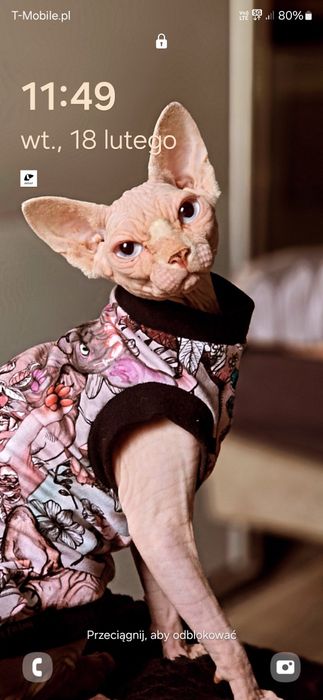 Kotka Sfinks Kanadyjski