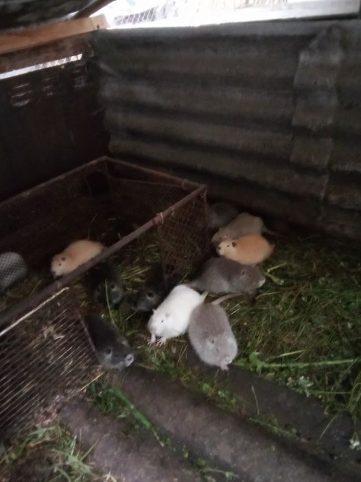 Продам хорошого звіра