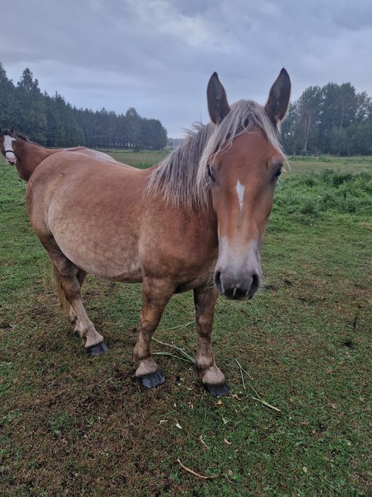 Polski koń zimnokrwisty
