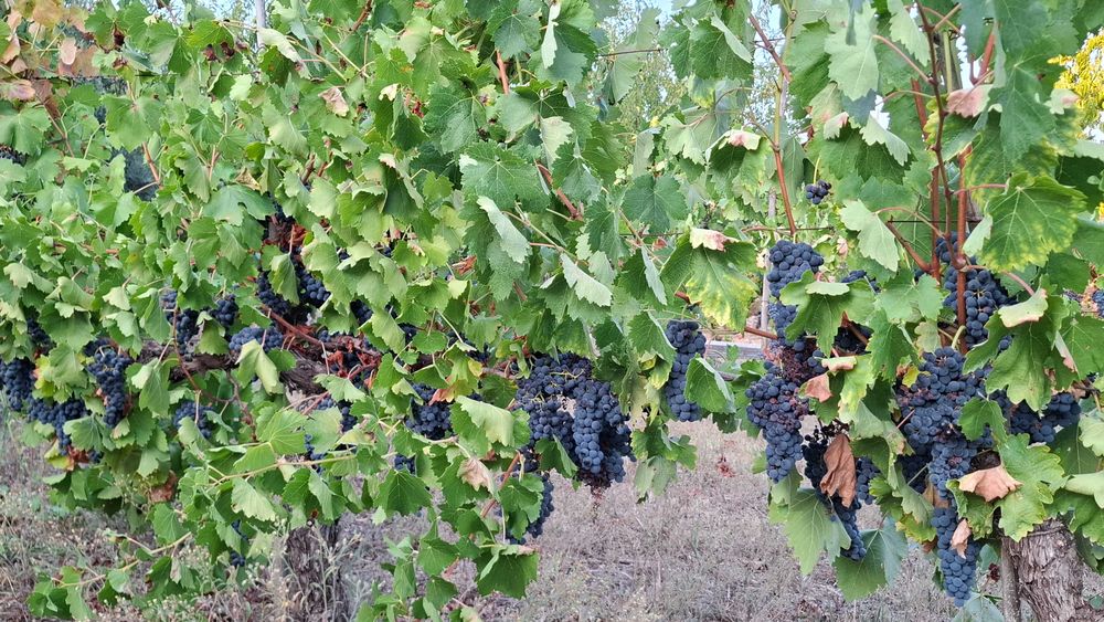 Uvas-Região do Dão