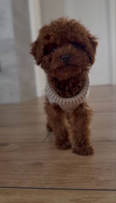 Poodle toy red brown