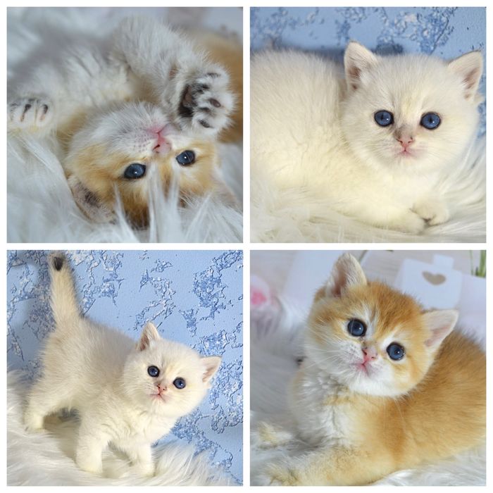 Британські котята золота шиншила/поінт/золоті