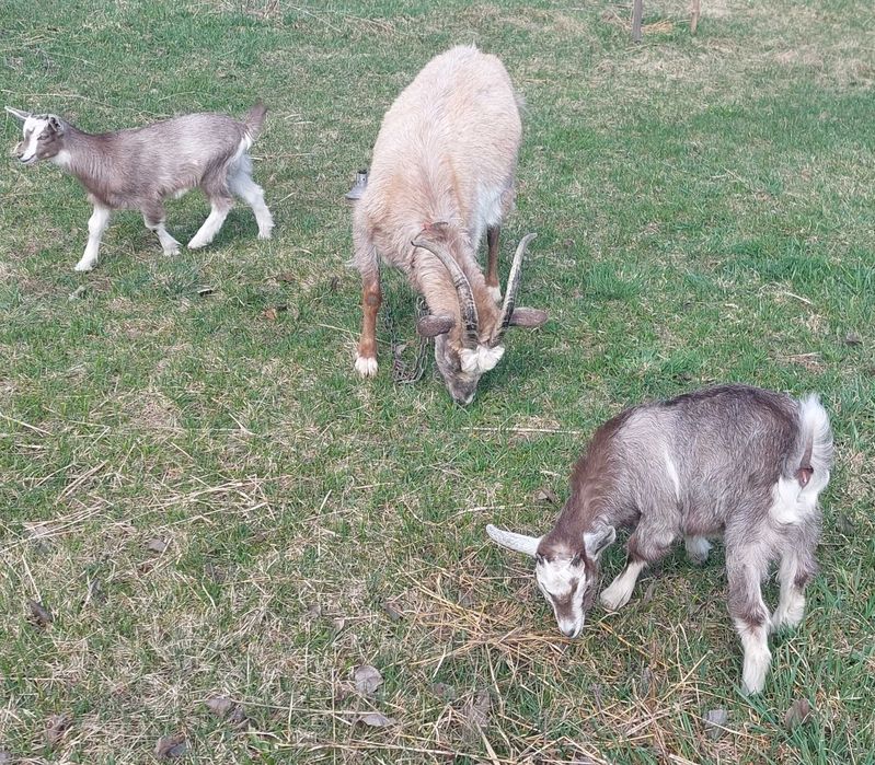 Продаються Кози, Козенята за доступною ціною