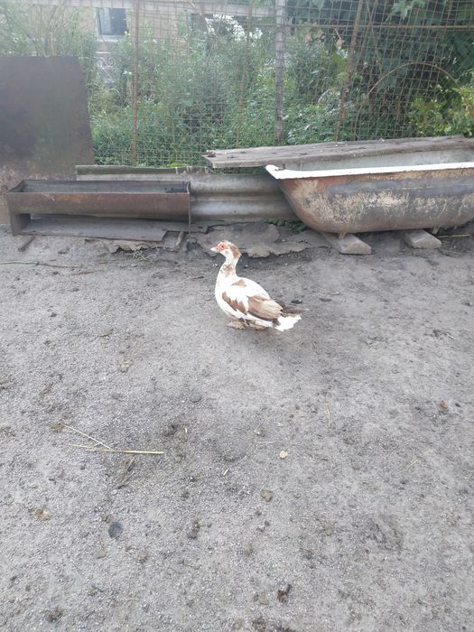 Продается индоутка