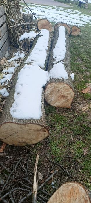 Kłody, kloce drewna lipy - ścięto grudzień 2022 r.