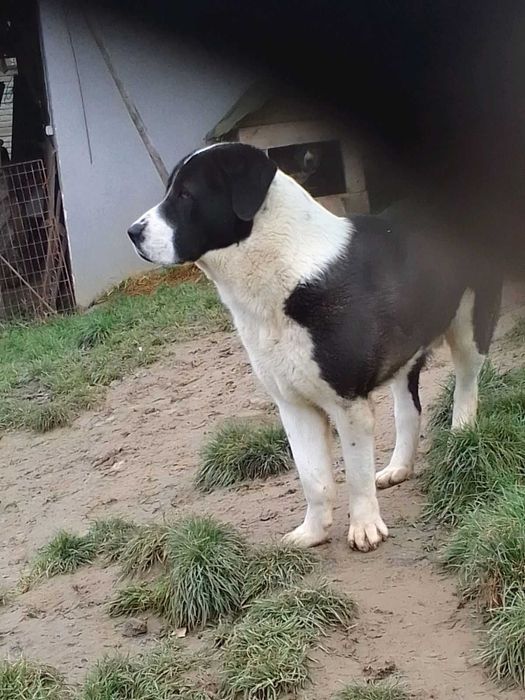 Owczarek środkowoazjatycki szczenię