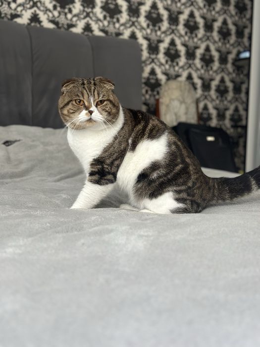 Вʼязка кіт чекає на наречену шотландський чистокровний