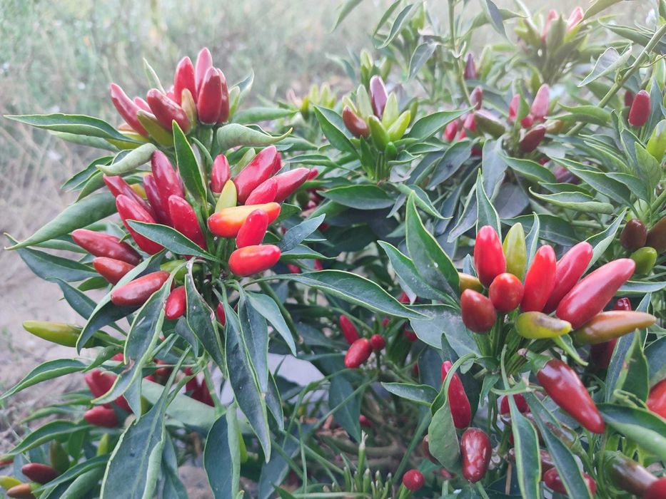 Pimenta Malagueta biológica entrega ao domicílio colhida na hora