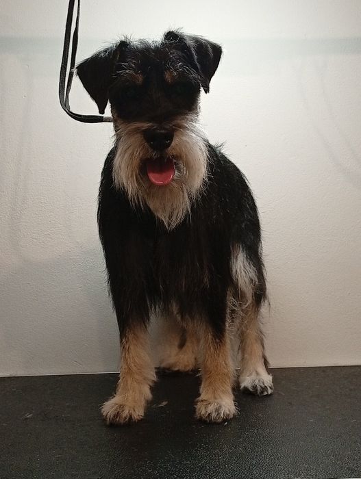 Fryzjer dla psa Groomer