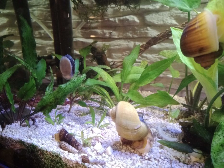 ślimak Helmet ślimaki na glony