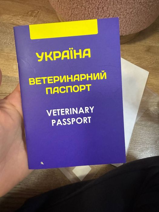 Чудова киця ,чудо у Вашій родині