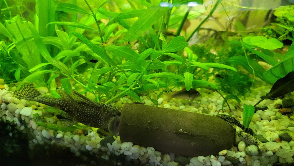 Zbrojnik niebieski - glonojad