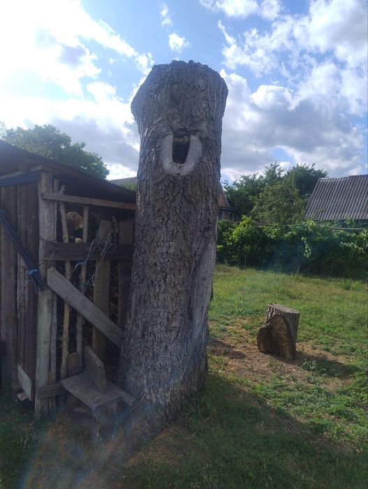 Стовбур горіха, горіх, слеб.