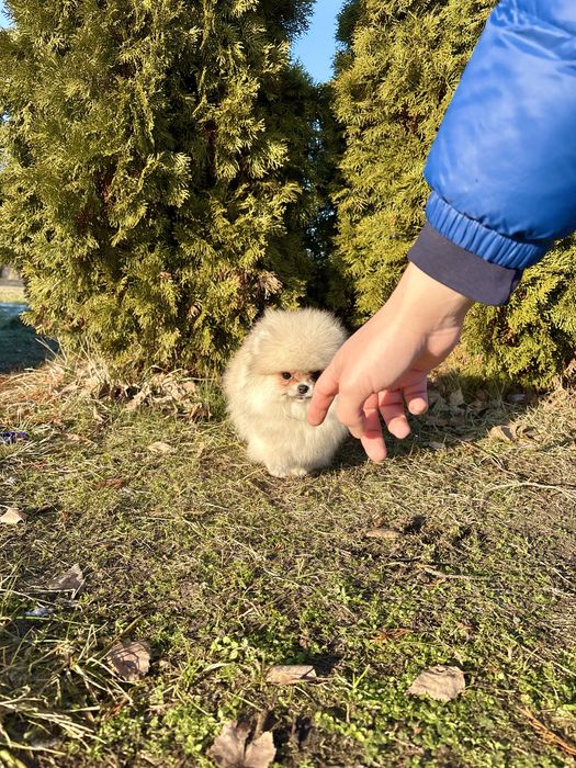 Puszysta kuleczka szczęścia – sunia szpic miniaturowy!